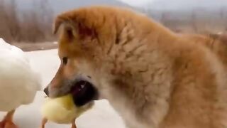 I love u my kitty kat