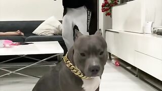 American bully Dog ko Ullu Banaya - Funny Dog Video -#shorts - Harpreet SDC