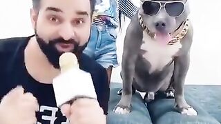 This Dog Brody is Always Funny ð #shorts | Harpreet SDC