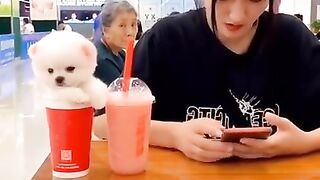 Baby dogs _ Cute and Funny Dogs Videos Compilation 2021_ Part _19 #shorts