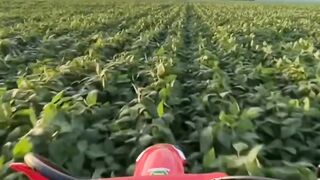 vida no campo!