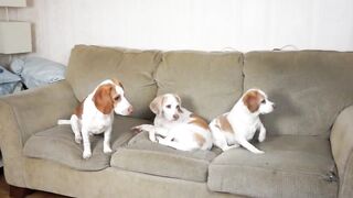 Dog vs Alien in Disguise Prank_ Funny Dogs Maymo, Penny & Potpie.