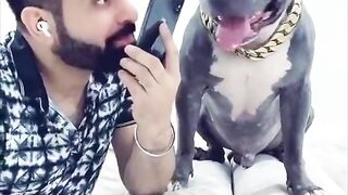 Brody Darubaz ne Sari Baat Kharab Kardi ???? Funny Pitbull Dog - #shorts - Harpreet SDC