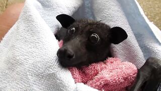 bat eating banana