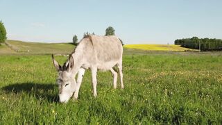 Animal Hybrids You Won’t Believe Exist: Made By Scientists