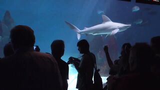 Sharks Species That You Must know: Rarest