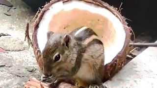 Animal video Squirrel eating coconut