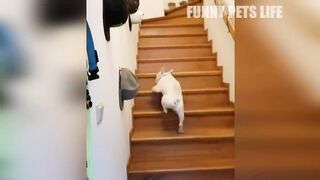 Funny dogs fails compilation, try not to laugh