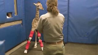 30 Animals That Asked People for Help & Kindness !