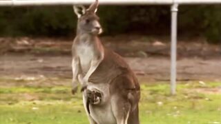 The Kangaroo is the World's Largest Hopping Animal