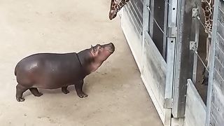 Baby Hippo Making Friends with a Giraffe