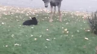 Cat Has no Fear While Messing with Deer