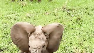 Confident Baby Elephant Charging …….
