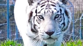 You can't see Tanya Tiger , She is too sneaky