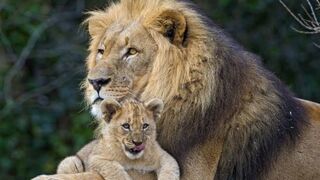 LION CUBS nag their FATHER
