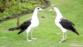Top Funny Animals