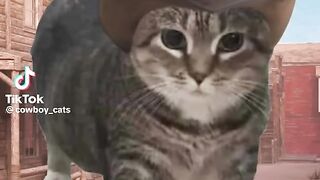 TikTok Memes Compilations