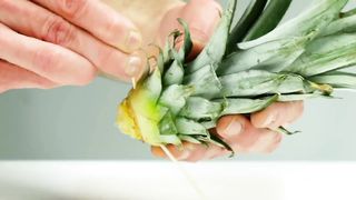 Tips Menanam Buah dan Sayur di Rumah Tanpa Lahan 2