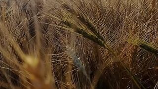#shortvideo #febspot | lot of relaxing | natural beauty | peaceful environment