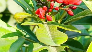 Most Beautiful Flowers | Relaxing Nature | #Shortsvideo | #febspotvideo