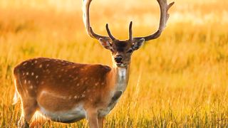Nature Relaxing Video | The Best Animal | 4K Nature | #febspot