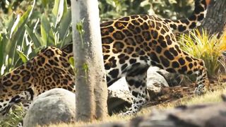 Cats At The L.A. Zoo