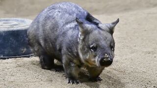 murray the wombats