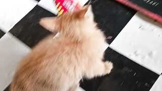 Lucu kucing