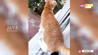 NGAKAK BANGET!!! Gak ada habisnya ini kucing oren sama emak nya.. Kucing Lucu