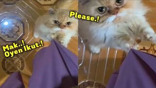 LUCU BANGET!! PENGEN IKUT EMAK KE PASAR, KUCING OREN LUCU ????