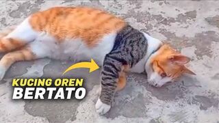 VIRALLL!! TAU GAK?Kucing oren ternyata punya tato&garang _Video kucing lucu