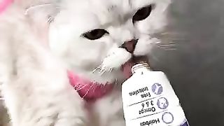 Trim Your Cat