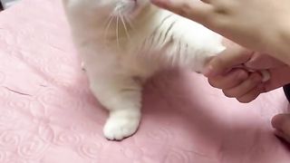 This is my cat