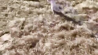Hilarious Dogs