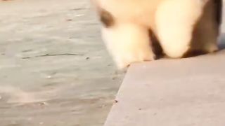 Cute dog 17