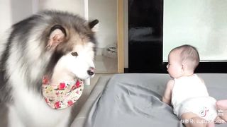 Little baby and dog