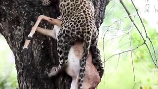 Animals amazing videos dekhne ke liye comment kare