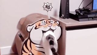 Mignon chat