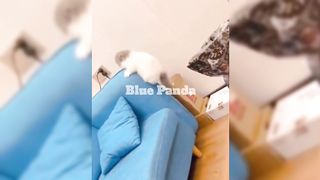 Adorable Kitten's