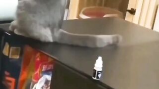 #viral # trending #funny cat short video#crazy clip#viral clip#viral short #plsss  subscribe my chanel #please like and follow