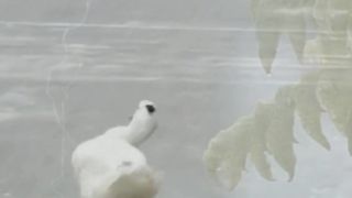 Dancing duck|funny animals|funny video@funtime24