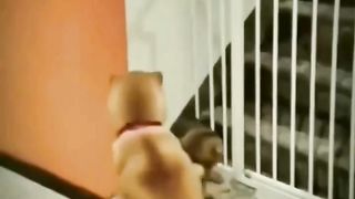 Crazy Cat Antics: Laugh Out Loud at the Funniest Cats of 2023! 4