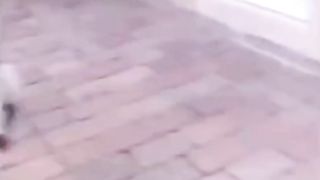 Dog moment Funny video