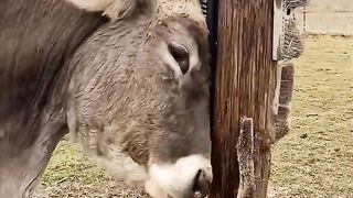 Sweet Cow Rubbing Itself Against Scratcher