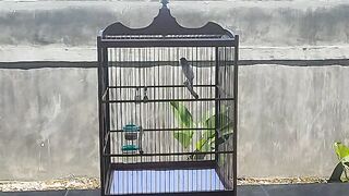 Suara kicauan burung