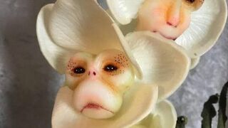 Monkey orchid (dracula simia)