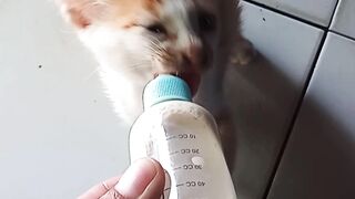 Funniest kitten drinking milk with a pacifier