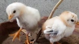 Cute check amazing video