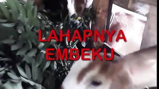 Indigofera Makanan favorit kambing
