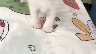 Crazy Cat Antics: Laugh Out Loud at the Funniest Cats of 2023! 5